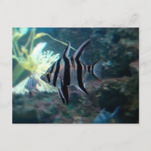 Angelfish Briefkaart (Voorkant)