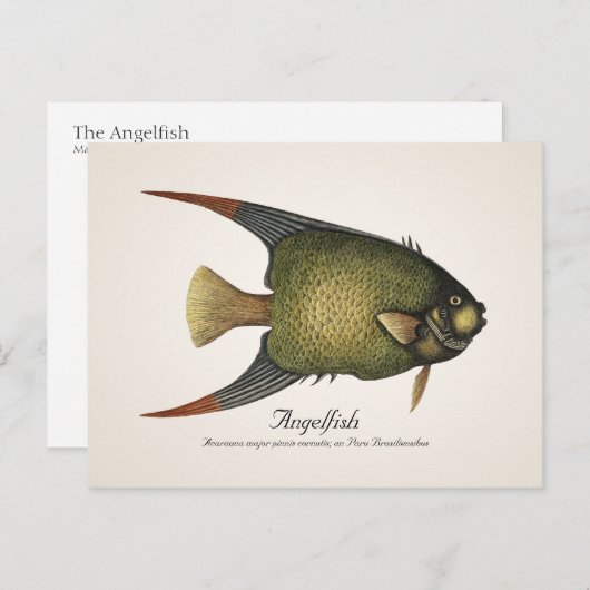 Angelfish Briefkaart - Style II (Voorkant / Achterkant)