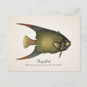 Angelfish Briefkaart - Style II (Voorkant)