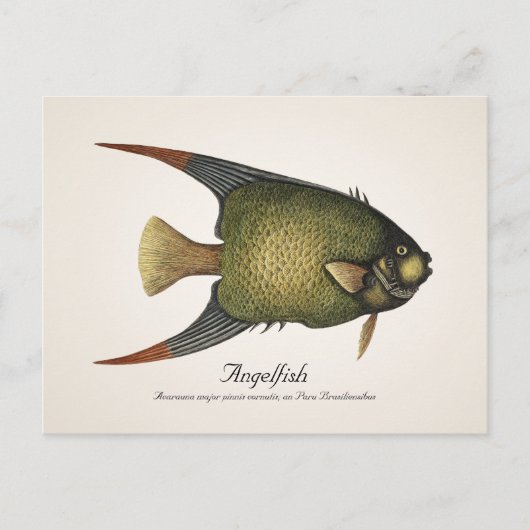 Angelfish Briefkaart - Style II (Voorkant)
