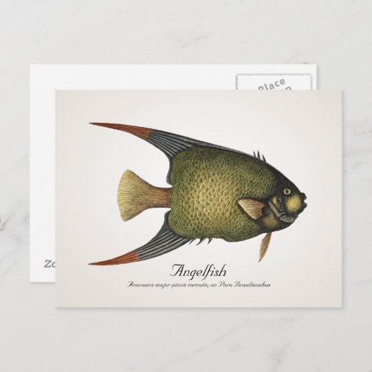 Angelfish Briefkaart - Style II (Voorkant / Achterkant)