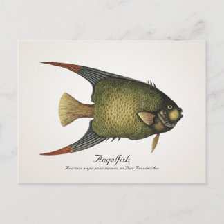 Angelfish Briefkaart - Style II