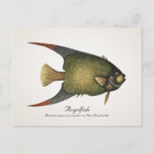 Angelfish Briefkaart - Style II (Voorkant)
