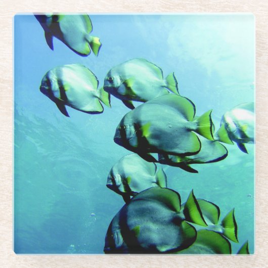 Angelfish Clear Blue Water Glazen Onderzetter (Voorkant)