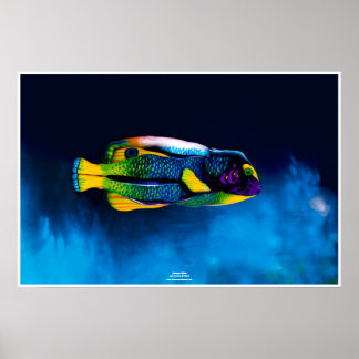 Angelfish door Johannes Stötter Poster