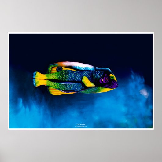 Angelfish door Johannes Stötter Poster (Voorkant)