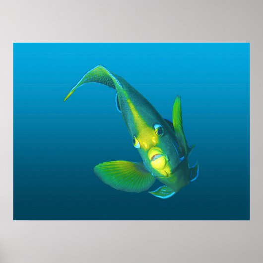 Angelfish - Elegantie op gradiënt blauwe achtergro Poster (Voorkant)