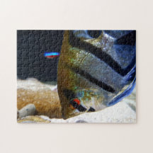 Angelfish Keepers Freshwater Aquarium