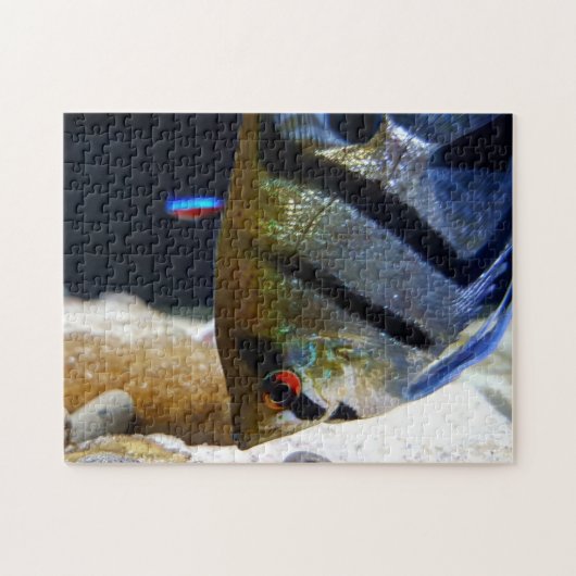 Angelfish Keepers Freshwater Aquarium Legpuzzel (Horizontaal)