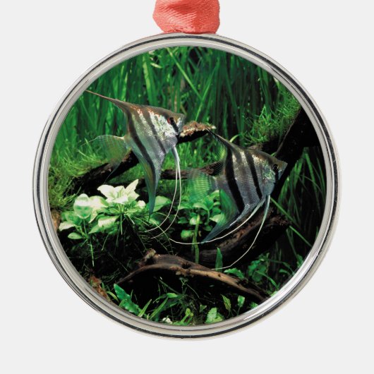 ANGELFISH METALEN ORNAMENT (Voorkant)