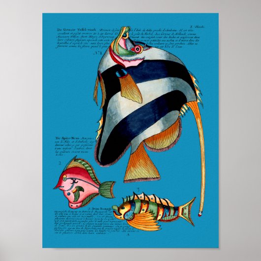 Angelfish op elke achtergrond poster (Voorkant)