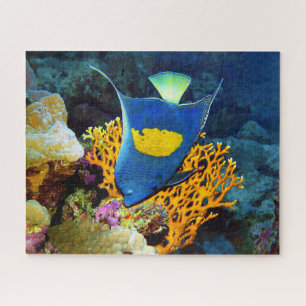 Angelfish pittoresk voor koraal, Rood Zee   Legpuzzel