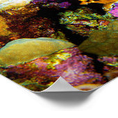 Angelfish pittoresk voor koraal, Rood Zee | Poster (Hoek)