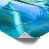 Angelfish Poster (Hoek)