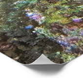 Angelfish Poster (Hoek)