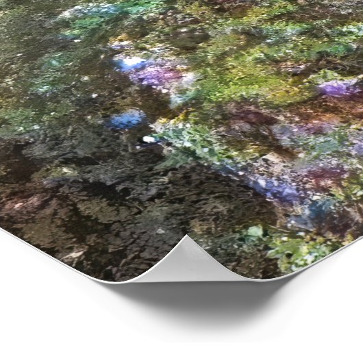 Angelfish Poster (Hoek)