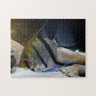 Angelfish Tropical Fish Keeper Legpuzzel