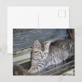 Angelic Kitten Briefkaart