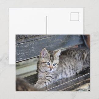 Angelic Kitten Briefkaart