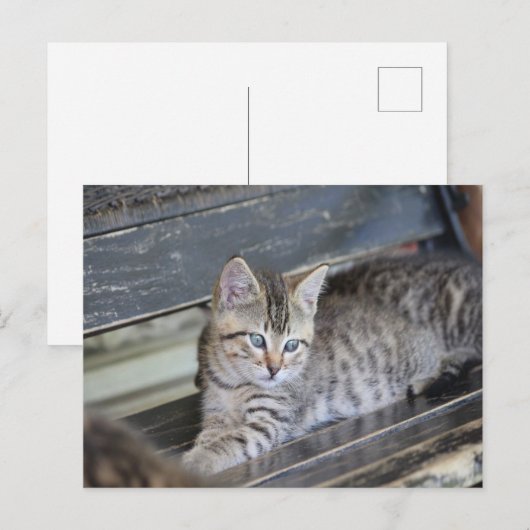 Angelic Kitten Briefkaart (Voorkant / Achterkant)