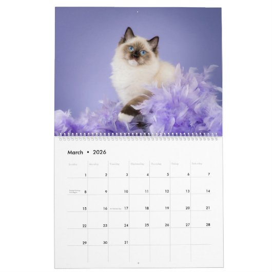 Angelic Ragdoll Cats Kalender (Mar 2026)