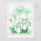 Angelica Materia Medica Herbal Study Kaart (Voorkant)