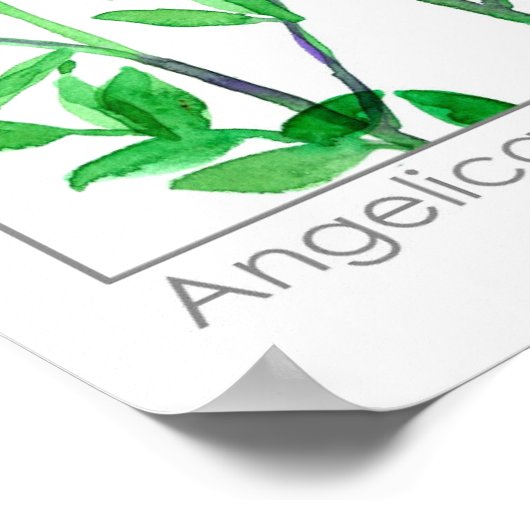 Angelica White Flowers medicinale kruid Plant Poster (Hoek)