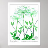 Angelica White Flowers medicinale kruid Plant Poster (Voorkant)