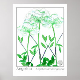 Angelica White Flowers medicinale kruid Plant Poster