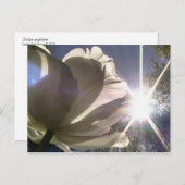 angelique tulp briefkaart (Voorkant / Achterkant)