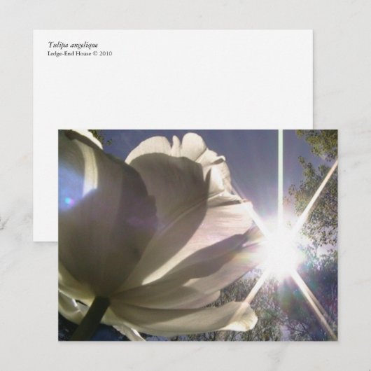 angelique tulp briefkaart (Voorkant / Achterkant)