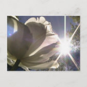 angelique tulp briefkaart (Voorkant)