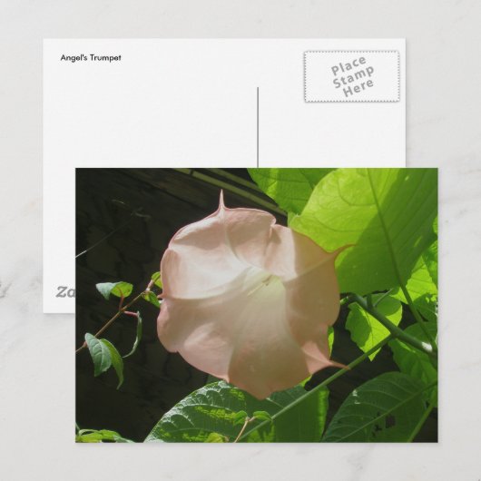 Angel's Trumpet Briefkaart (Voorkant / Achterkant)