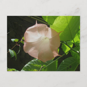 Angel's Trumpet Briefkaart