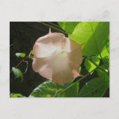 Angel's Trumpet Briefkaart (Voorkant)