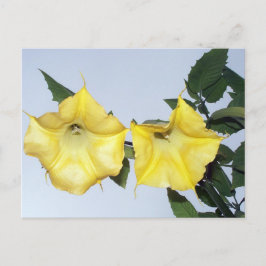 Angels Trumpet Brugmansia Briefkaart