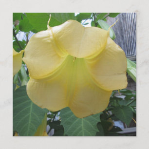 Angels Trumpet Golden Yellow Flower Kaart