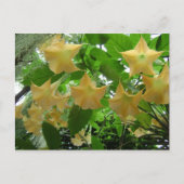 Angel's Trumpets Flowers Briefkaart (Voorkant)