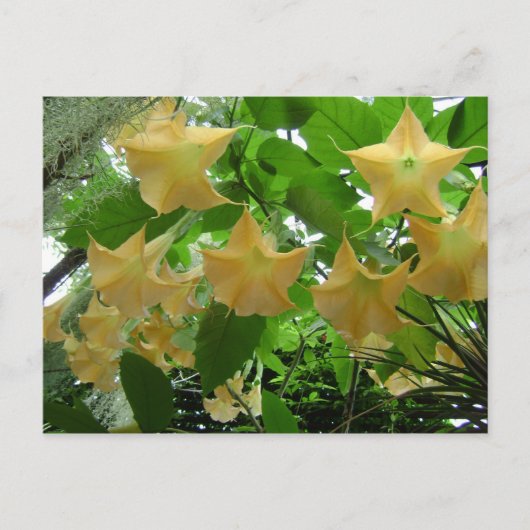 Angel's Trumpets Flowers Briefkaart (Voorkant)