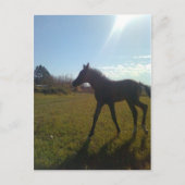 AngelsPhlyby Nite Briefkaart (Voorkant)