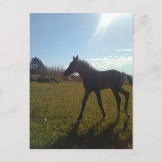 AngelsPhlyby Nite Briefkaart (Voorkant)