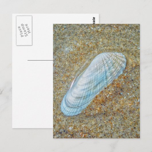 Angelwing Seashell Briefkaart (Voorkant / Achterkant)