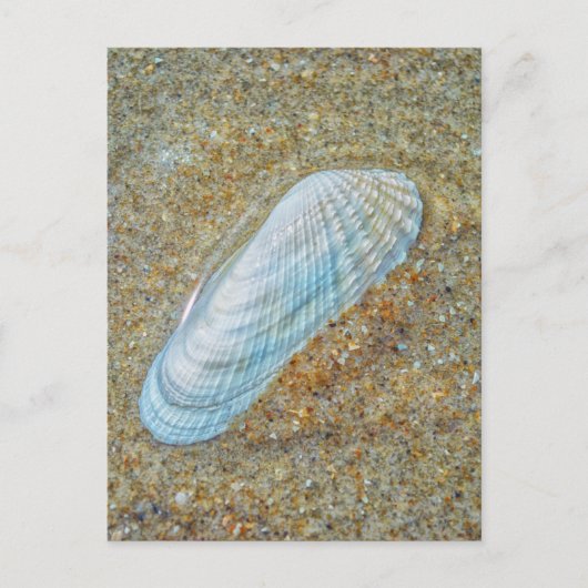 Angelwing Seashell Briefkaart (Voorkant)