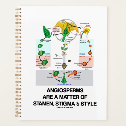 Angiospermen zijn een kwestie van stamen stigma en planner (Voorkant)