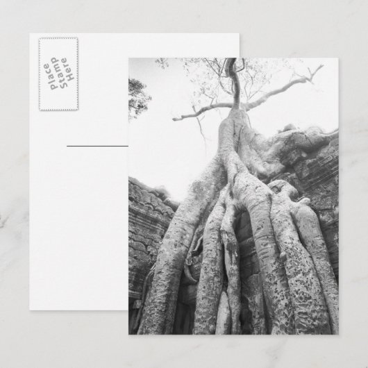 Angkor Cambodia, Tree Ta Prohm Briefkaart (Voorkant / Achterkant)