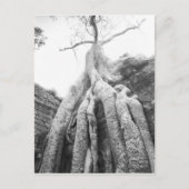 Angkor Cambodia, Tree Ta Prohm Briefkaart (Voorkant)