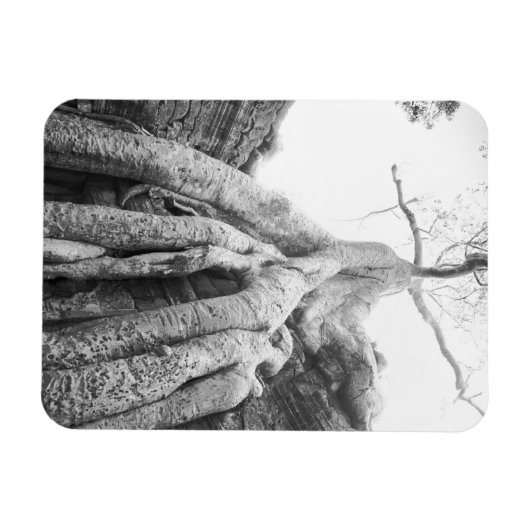 Angkor Cambodia, Tree Ta Prohm Magneet (Horizontaal)