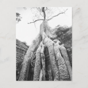 Angkor Cambodja, Boom Ta Prohm Briefkaart