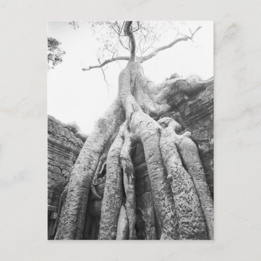 Angkor Cambodja, Boom Ta Prohm Briefkaart (Voorkant)