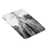 Angkor Cambodja, Boom Ta Prohm Magneet (Rechterzijde)